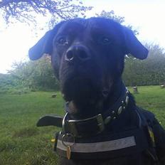 Blanding af racer Bølle - Krat Luskeren :)