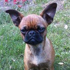 Blanding af racer Pippi