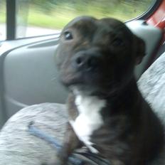 Staffordshire bull terrier kenzo. R.I.P
