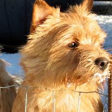 Norwich terrier Mille