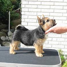Norwich terrier Freja