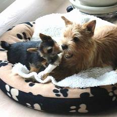 Norwich terrier Freja