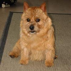 Norwich terrier Don Caspar