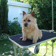 Norwich terrier Don Caspar