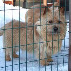 Norwich terrier Don Caspar