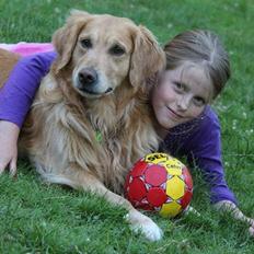 Golden retriever Gismo