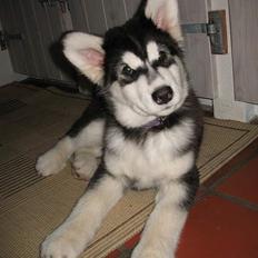Alaskan malamute Kila (DØD)