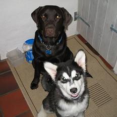 Alaskan malamute Kila (DØD)