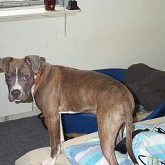 Amerikansk staffordshire terrier armani