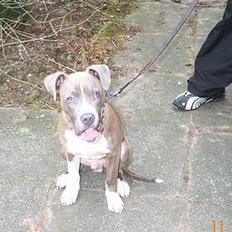 Amerikansk staffordshire terrier armani