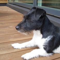 Jack russell terrier Freja