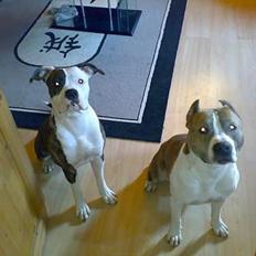 Amerikansk staffordshire terrier TYSON