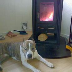 Amerikansk staffordshire terrier TYSON