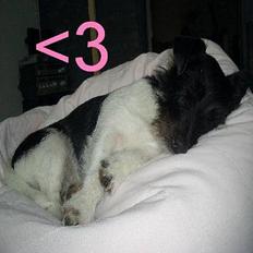 Jack russell terrier Freja