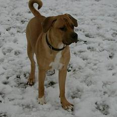 Blanding af racer Kato (R.I.P.)