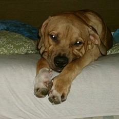 Blanding af racer Kato (R.I.P.)