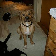 Blanding af racer Kato (R.I.P.)