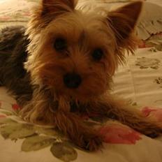 Yorkshire terrier <3 Coco <3