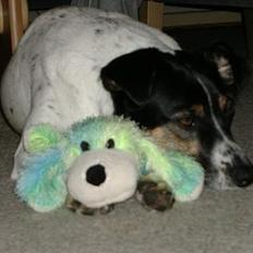 Dansk svensk gaardhund Frida