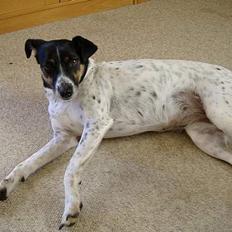 Dansk svensk gaardhund Frida