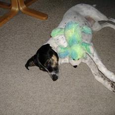 Dansk svensk gaardhund Frida