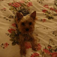 Yorkshire terrier <3 Coco <3