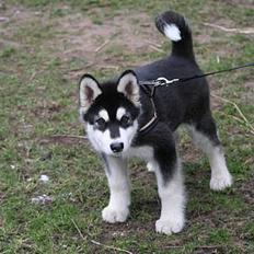 Alaskan malamute Maluq R.I.P august 2011