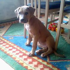 Blanding af racer Malou