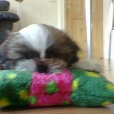 Shih tzu Fiona