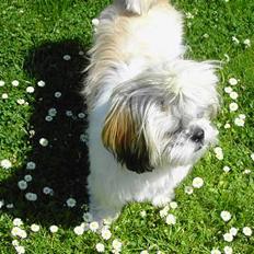 Shih tzu Fiona