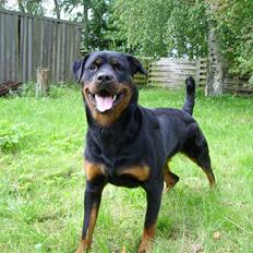 Rottweiler Troja