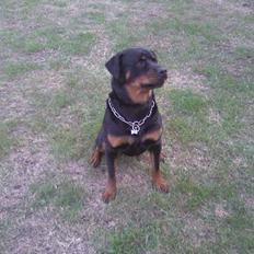 Rottweiler Troja