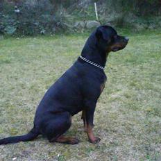 Rottweiler Troja