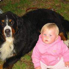 Berner sennenhund Ciang