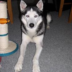 Siberian husky AKELA R.I.P.