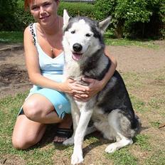 Siberian husky AKELA R.I.P.