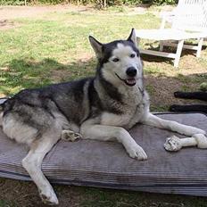 Siberian husky AKELA R.I.P.
