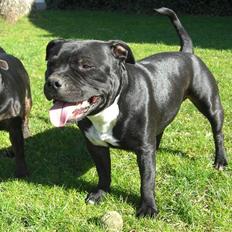 Staffordshire bull terrier Canaveral Port Erin RIP