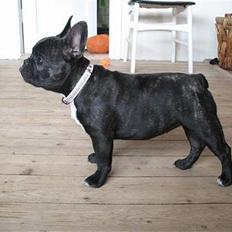 Fransk bulldog **Chick**("omplaceret")