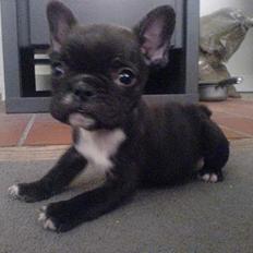 Fransk bulldog **Chick**("omplaceret")