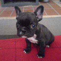 Fransk bulldog **Chick**("omplaceret")