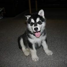 Alaskan malamute Maluq R.I.P august 2011