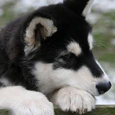 Alaskan malamute Maluq R.I.P august 2011
