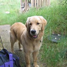Golden retriever Ally