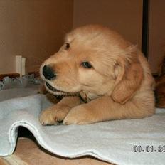 Golden retriever Ally