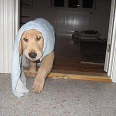 Golden retriever Ally