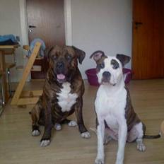 Amerikansk staffordshire terrier Tulle (Ulla)