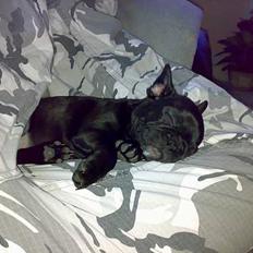 Fransk bulldog Coco