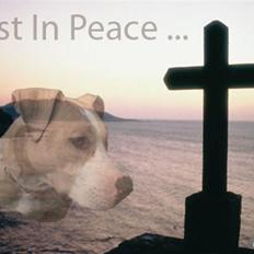 Amerikansk staffordshire terrier stella