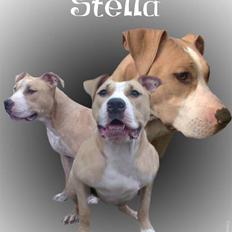 Amerikansk staffordshire terrier stella
